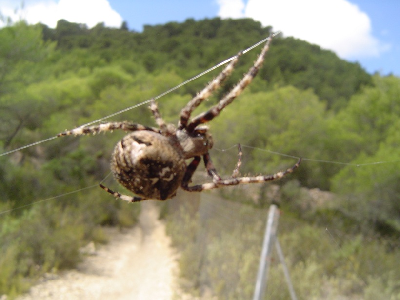 Araneus sp.; Argyrodes sp.